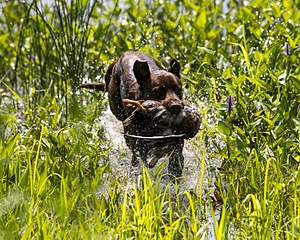 Moose Molle