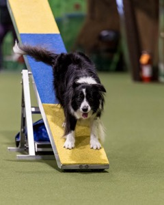 Breeze Schunk