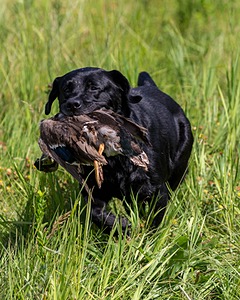 Pemi