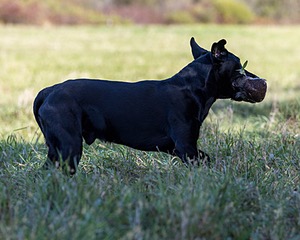 Merlin Curran
