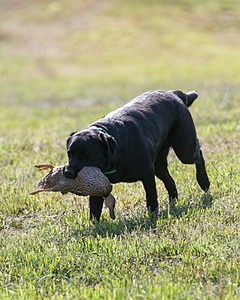 Ruffy Wolcott