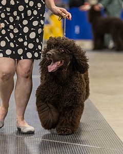 355 - GCH Ildanoch's Party Rock Anthem