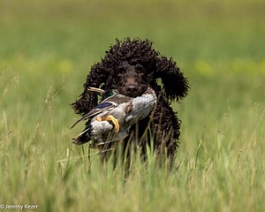 Finn