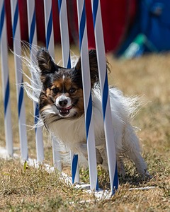 20160618-CCKC-1876.jpg