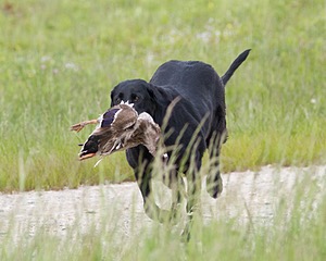 20080531-HRL-0351.jpg