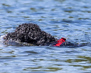 Nova Cox