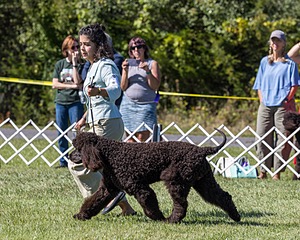09 - GCH CH POOLE'S IDE DARK KNIGHT RN CGC TKN ATT (Oscar)