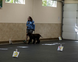 2304 - GCH CH BREKKON'S FIRST MARK BN RN CGC TKN (Hunny)
