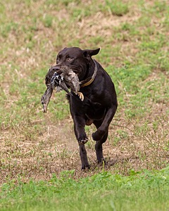 Tucker