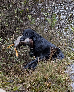 Gunner McCluer