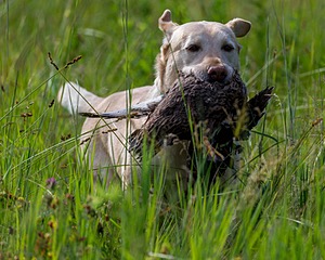 20170716-WCL-0017.jpg