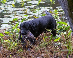 Murphy