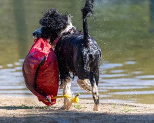 Zora Schaub