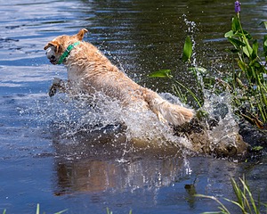 Rio Drager