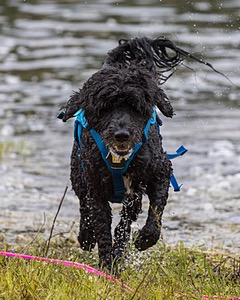 Fenwick Kutner