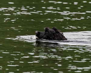 Boaty Bellicose