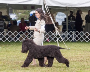 20 - GCHS CH POOLE'S IDE SAY NO MORE OHS CD RE JH DS (Simone)