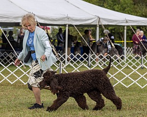 07 - GCH CH CASTLEHILL'S RAMBLIN' RAFAEL O'CRISPIN BN (Rafi)