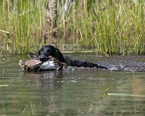 20140810-SHW-0003.jpg