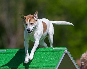 20170521-NEAT-0418.jpg