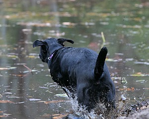 Jacey