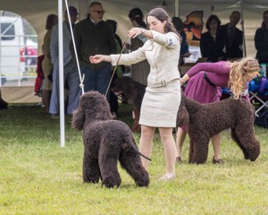 20 - GCHS CH POOLE'S IDE SAY NO MORE OHS CD RE JH DS (Simone)