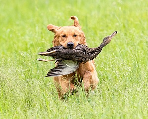 20160605-SHRL-0099.jpg