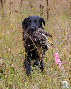 Cooper Westcot