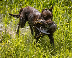 Moose Molle