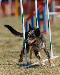 20150614-CCKC-1758.jpg