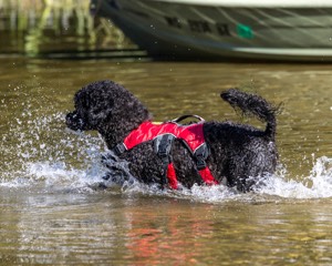 Breeze Holden