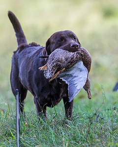Angus Fletcher