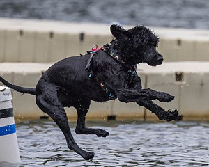 Epic Robin