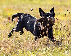 Wanderlust's Tudor Rose "London"