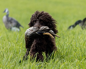 Ghillie Kezer