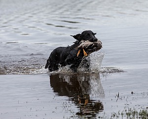 Splash Nettleton-Smilas