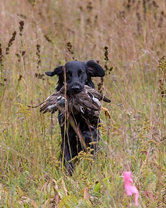 Cooper Westcot