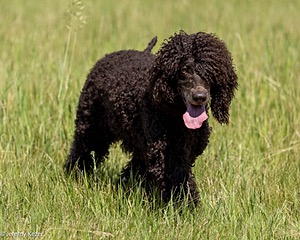 Sybil