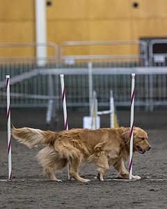 Pup-Pup Beaulieu