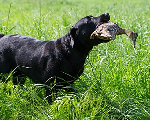 Pepper Ungar