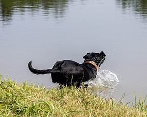 Minnow Lucarelli
