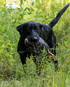 Mowgli