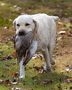 Taffy