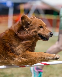 20150613-CCKC-0086.jpg