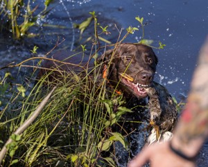 Baker Marsh