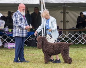 07 - GCH CH CASTLEHILL'S RAMBLIN' RAFAEL O'CRISPIN BN (Rafi)