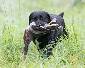 Scout oneil