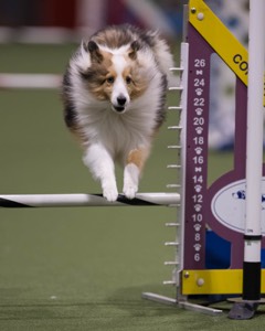 Tempo Thibodeau