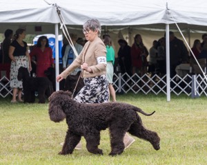 25 - GCH CH POOLE'S IDE RIPTIDE OHS RI DS CGC (Rip)