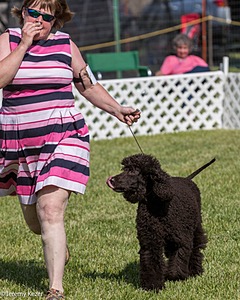 60 - GCH CH All Green Wi'Envy V Alpha Nordic CD RE RATN DS CGCA TKN